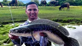 Pesona Ikan Toman Air Hitam