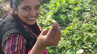मेरे खेत की अलग -अलग सब्जियाँ 😱😍😍😍Sonam Anthwal vlog