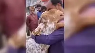 janwar ki Dekho muhabbat 😭💔😭#viral #vfx420 ##comedyfilms #vfx420 #vfx420 #animals #comedyfilms