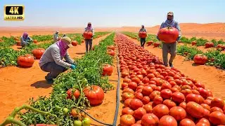 Shock: Inside Desert Tomato Farming System &mdash; The Results Will Amaze You