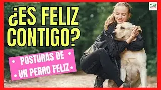 &iquest;C&Oacute;MO SABER SI MI PERRO ES FELIZ CONMIGO? 💖 POSTURAS DE UN PERRO FELIZ