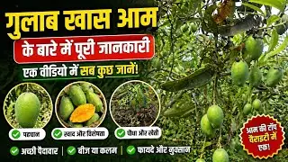 आम का पौधे में जनवरी मे करें एक काम #video #viral 