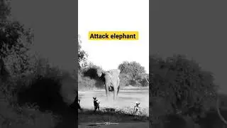 Attack elephant wild dog #shorts #elephant