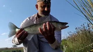 SIF OVUNDA / ЛОВЛЯ СУДАКА НА НАРЕЗКУ / SUDAK OVU / LEVREK AVI / WALLEYE FISHING