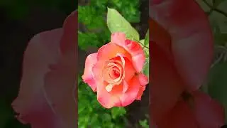 Summer memories 2021. Flowers. Peaceful atmosphere. Country house