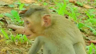 AMAZING BOOMING BABY MONKEY REX @LIVE MONKEY CHANNEL