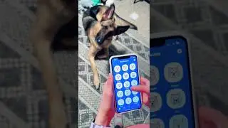 Do you think he understood? #dogtranslator #doglanguage #fok #dogapp #germanshepherd