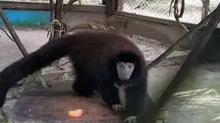Lucifer titi