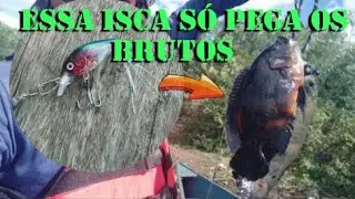 Apaiari com isca artificial,Peixe brigador #pescaria