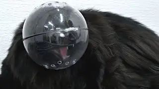 Spicy cat gets the Hazard Helmet