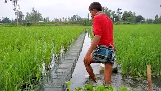 Amazing Fishing Trap Using China Ring Net | Lot Of Fish Catching With Beautiful Nature