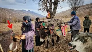 The Donkey Was Attacked by a Wolf - A Grandmother Prepares for the Coming Storm