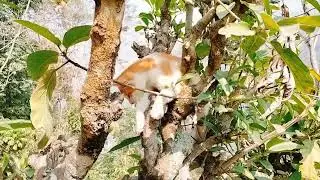 Angata The climber and player | Funny Cats