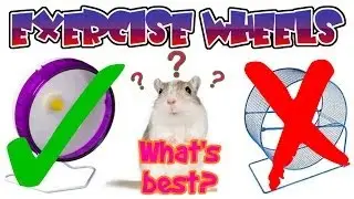 Gerbil Exercise Wheels