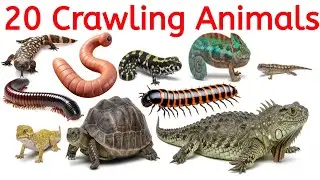 20 Crawling Animals 🐍 | Crawling Animals Name in Hindi & English | Animated Learning Video