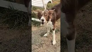 Border Collie - Chien qui aboie dans Jardin