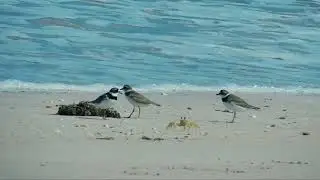 POESIA REFLEXIVA DE UM SOLTEIRO / DIA DOS NAMORADOS