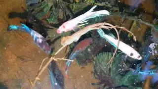 See How Small Fish Are Sleeping In The Night With Sound