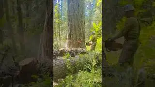 #wood #gianttree #treefelling #woodworking #bigtreeremoval #loggerlife #logging #woodcutting