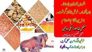 |Diet plan of Goat for quick Weight Gain|
