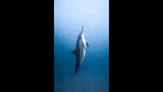 The Dolphin Meditation