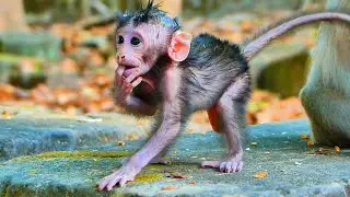 ANIMAL DOCUMENTARY | CUTE TINY BABY'S FACE SHY OF THE PHOTOGRAPHER