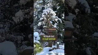 Первый снег в саду бонсай  #сад #растения #обрезкадеревьев #ландшафтныйдизайн#андрейдарусенков