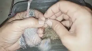 HOW TO PUT A LEG BAND TO A COCKATIEL