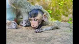baby monkey miss mom so cute #MONKEY4K