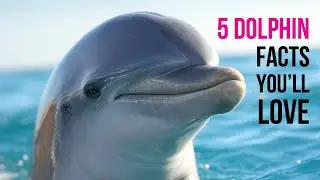 5 Crazy Dolphin Facts You Will Love