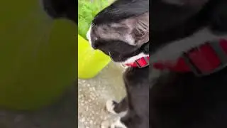 2.Leo a convert🌻 #cats #catshorts #catlover #leo #kitten #youtubeshorts #cutecat #tuxedocat #viral