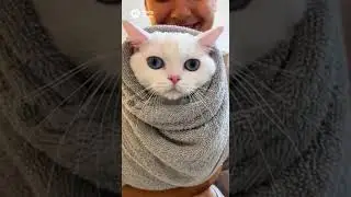 Did This Cat Just Book a Luxury Spa Session? 🐾 #cat #cats #shorts #spa