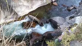Mountain river Rammam at Gorkhey, Singalila National Park, Darjeeling, West Bengal