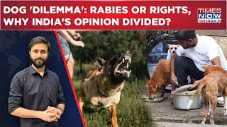 SC Order On Stray Dogs: Rabies Toll Vs Animal Rights, Pet Lovers vs RWAs, Why Verdict Divided India?