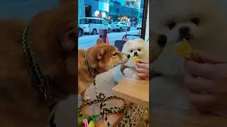 new dog friend #dogfriend #dogfriendly #dogfans #dogbuddy #happydog #doghappiness #doghappy #petlife