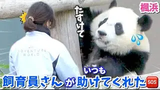 【パンダアイドル楓浜】ピンチがたくさんありました🐼これから本当の独り立ちだね（泣）