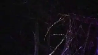 Triad Winter Storm Damage
