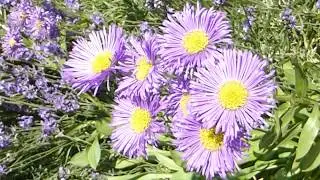 Fleabane - Erigeron speciosus - Gar&eth;akobbi -  Esa&uacute;f&iacute;fill - Gar&eth;ajakobsf&iacute;fill - F&iacute;flar