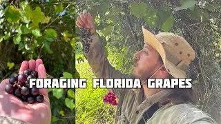 WILD FLORIDA GRAPES | Foraging Florida