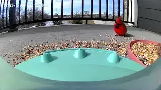 Enjoy this beautiful cardinal with me @cardinal @birds @birdfeedercameras