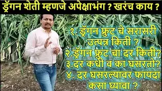 Dragon Fruit Production #youtube #dragonfruit #agriculture #farming #farmer #trending #viralvideo