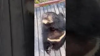 Funny Bear Videos | Bear Attack | Funny Animals #shorts #bear #funnybear #grizzlybear