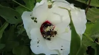 Ptilothrix bombiformis Males In Flower