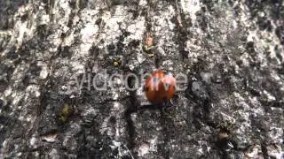 Ladybug On Tree