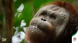 WATCH KOPRALS'S PROGRESS