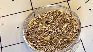 Messor Barbarus colony Tar Heel genesis ant farm