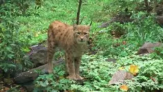 Tiger cheetah leopard big cats HD video #viralvideo #viral #bigcat