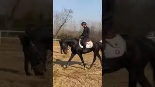 Wild Horse Mare revolutionizing young foals future stallions Horses #Shorts #4438