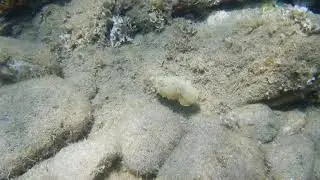Common cuttlefish (Sepia officinalis)
