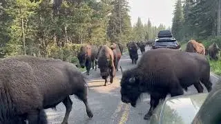 Epic Bison Jam